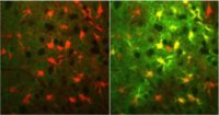 In vivo Ca2+ imaging of cortical astrocytes during resting state (right) and neuromodulator-driven activated state (left) in a G-CaMP7 transgenic mouse