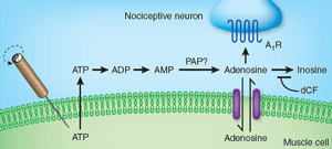 Schematic of acupunture induced analgesic pathway.