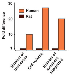 Human vs Rodent astrocytes. (Courtesy Alexi Verkhratsky (Chapter 3), Neuroglia by Kettenmann).