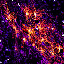 Astrocytes surround neuronal sysnapses and form networks physically coupled by gap-junctions.