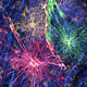 Evolutionary Changes of Astrocytes
