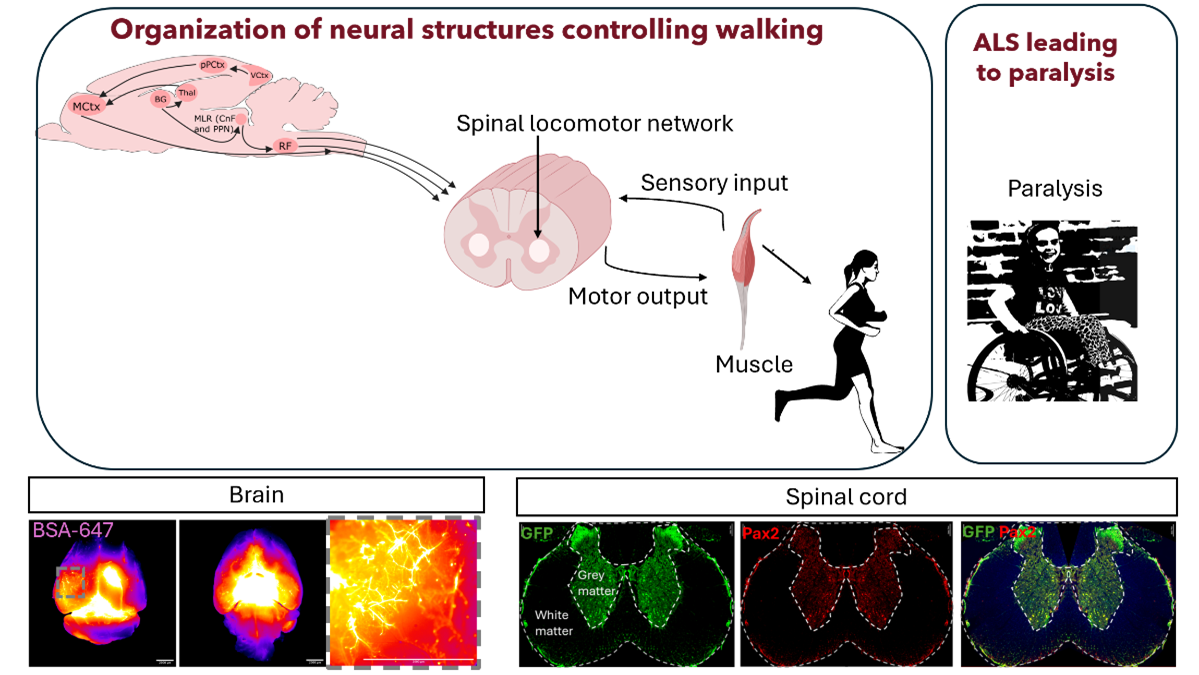 Organization of neural structures controlling walking