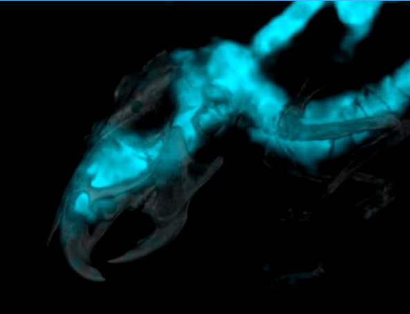 SPECT and CT scan of a mouse injected with tracer (cyan) into the CSF. This method makes it possible to track CSF movement into the brain over time, and thereby investigate glymphatic activity in different states. 